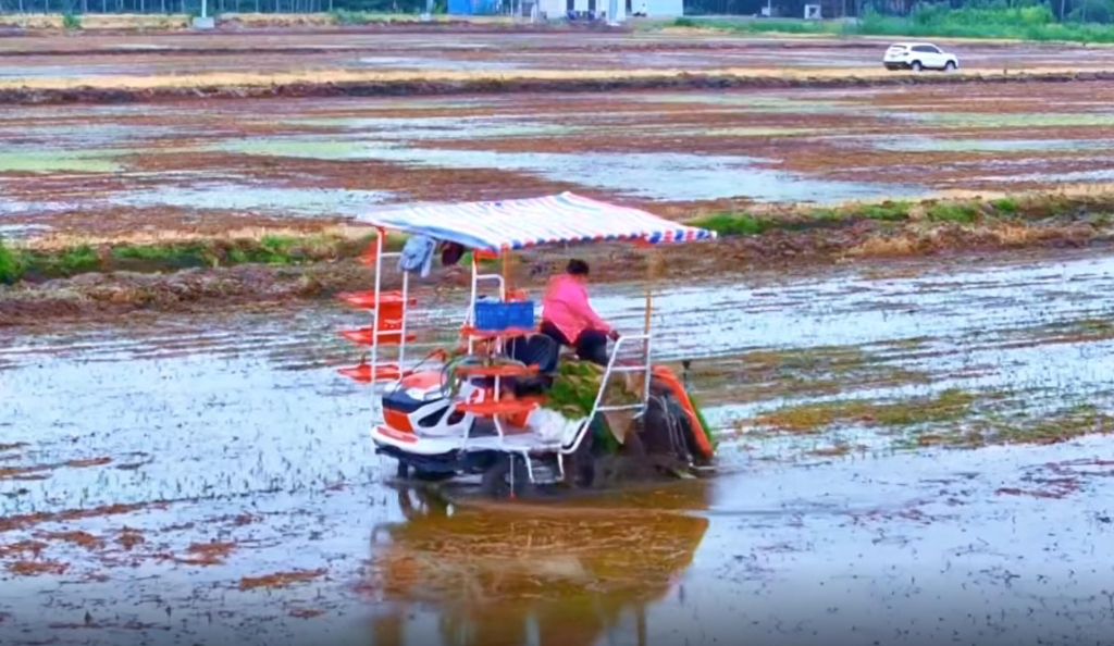 雷沃6行插秧機在連云港作業(yè)中