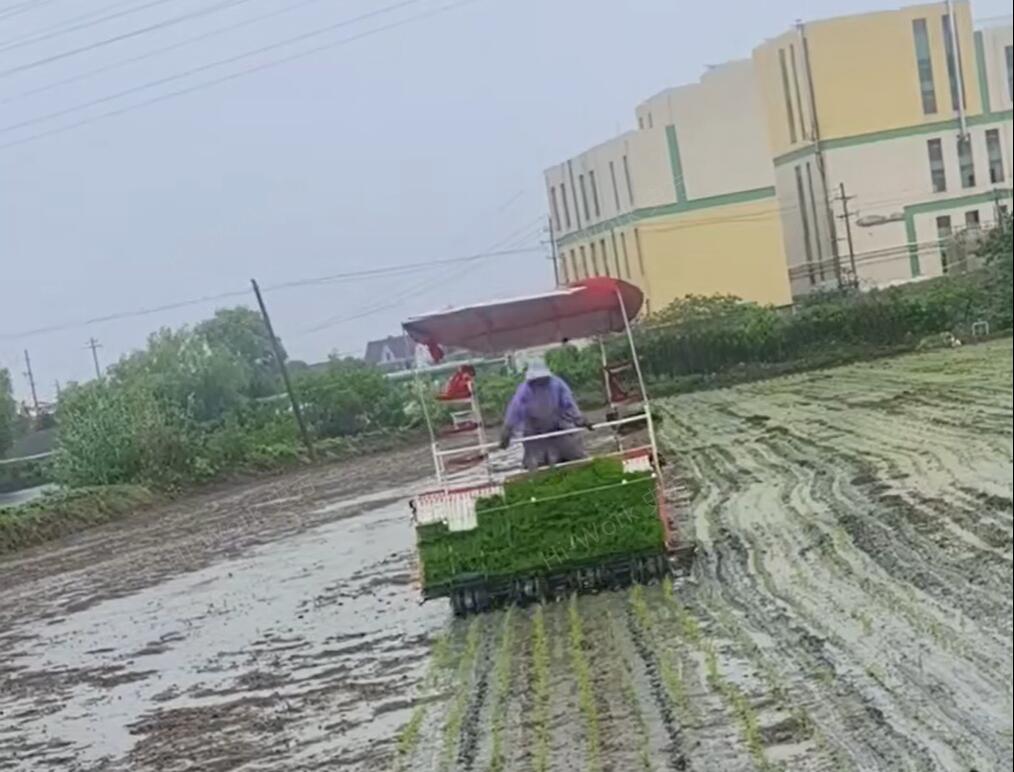 浙江嘉興大8行插秧機作業(yè)中