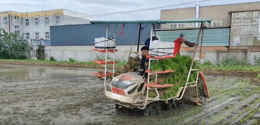 江蘇靖江雷沃小8行雜交水稻作業(yè)中，效果效率都相當(dāng)好